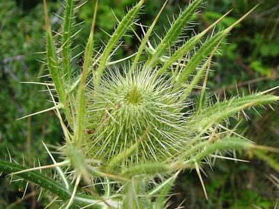 Œuvre de louloup: Cirse féroce