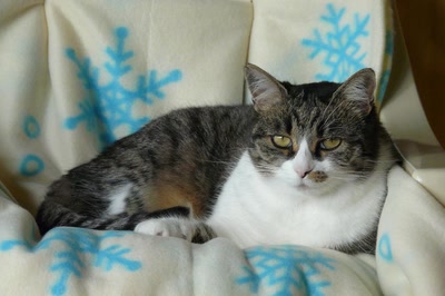 Résultat de recherche: Chipie a pris ses quartiers d'hiver