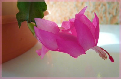 Résultat de recherche: Délicate...