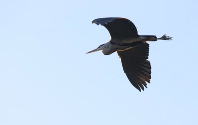 Héron, héron, petit patapon...