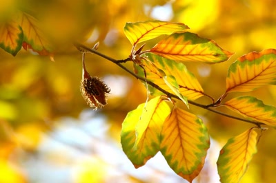 Résultat de recherche: Cupule au soleil