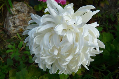 Œuvre de Ondine: Echevelée