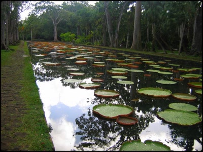 Œuvre de Claudius: Île Maurice...