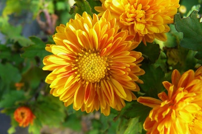 Résultat de recherche: Un joli coeur aux couleurs de l'automne