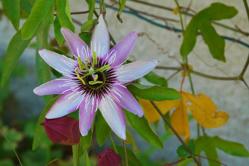 Pâlotte, mais encore en fleur !