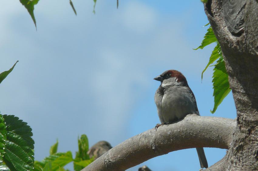 Pour tous les amis des oiseaux