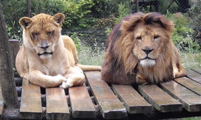 Dépèche toi pour la photo,il pleut!