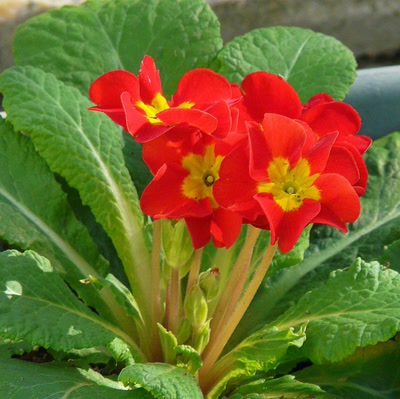 Œuvre de Ondine: Primevère