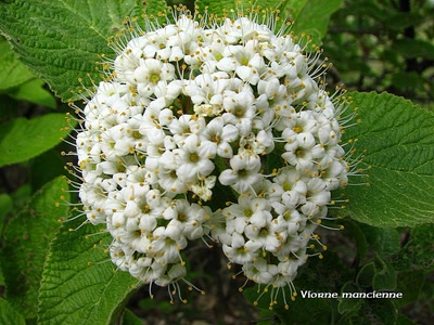 Œuvre de louloup: Viorne mancienne