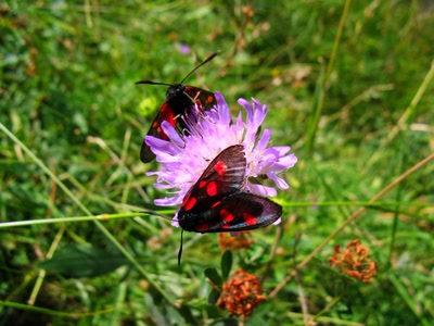 Résultat de recherche: Dualité éphémère