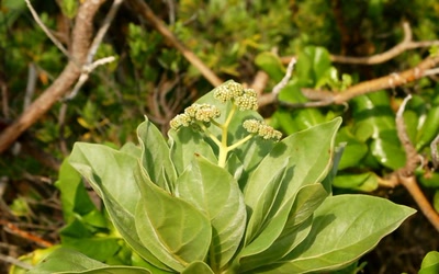 Plante de bord de mer