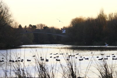 Résultat de recherche: L'Ill et ses habitants