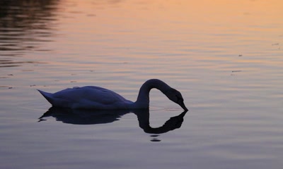 L'eau est fraîche à cette heure-là !