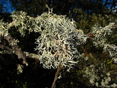Lichen