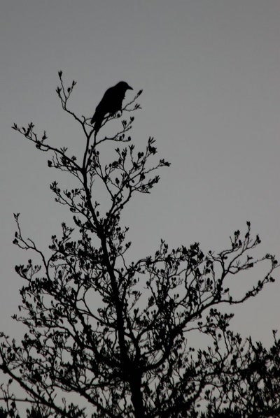 Corneille solitaire