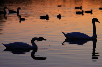 Fais-moi un cygne...