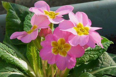 Œuvre de Ondine: Pas mal non plus en rose !