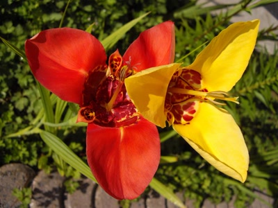 Œuvre de Mephistopheles: Fleurs d'un jour