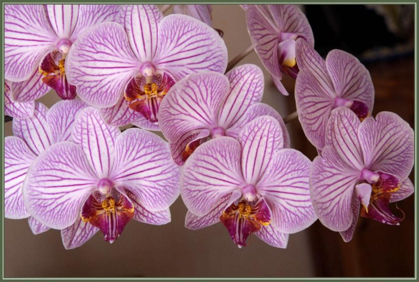 Orchidées