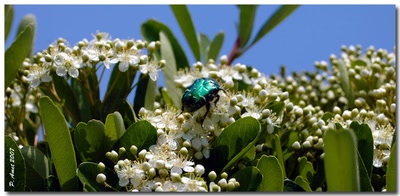 Œuvre de Le Thorois: Bain de fleurs