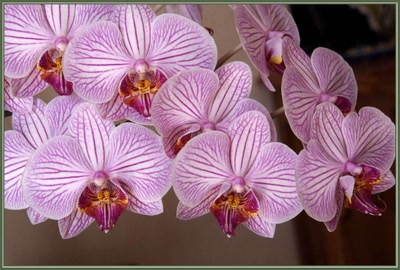 Orchidées