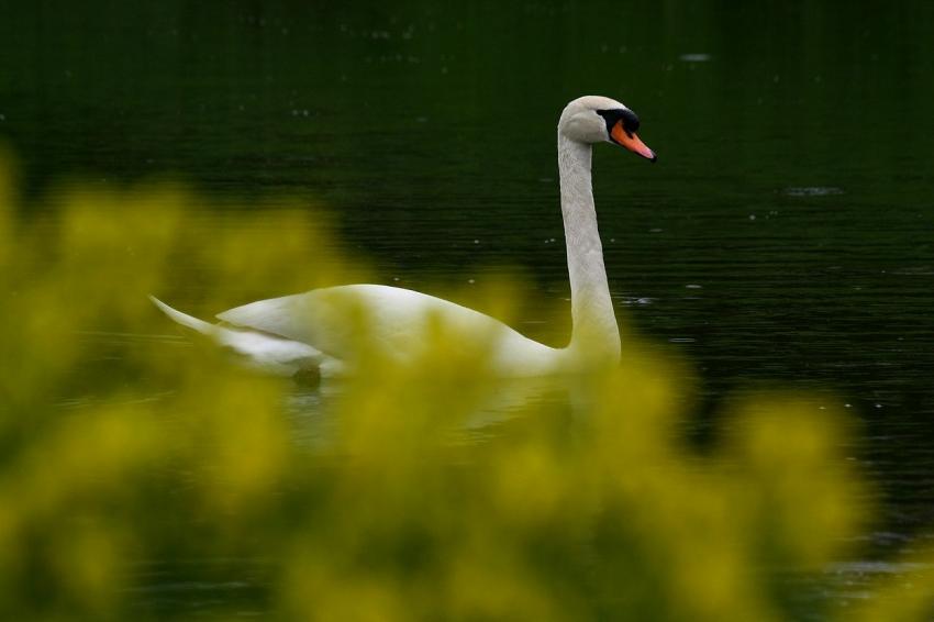 Sur le canal du Rhône au Rhin