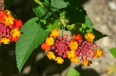 Œuvre de Ondine: Lantanas : des papillons au coeur