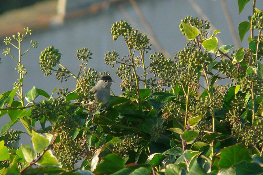 Fauvette à tête noire