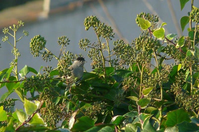 Œuvre de Ondine: Fauvette à tête noire