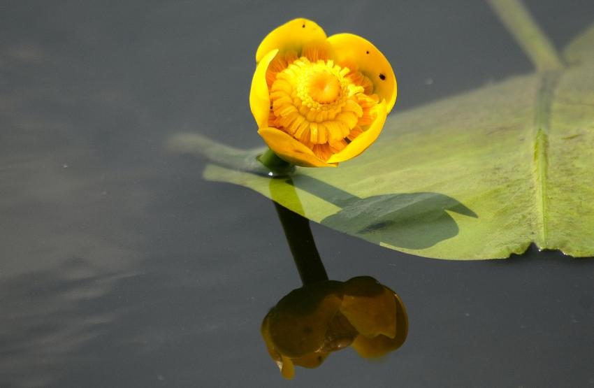 Sur le canal du Rhône au Rhin (2)