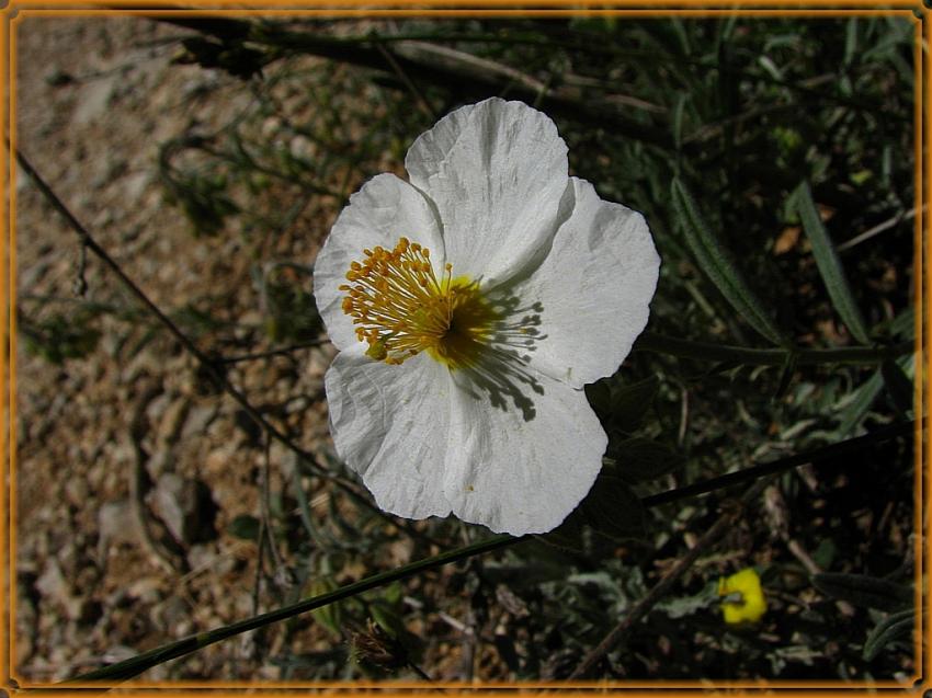 Hélianthéme des Apenins 
