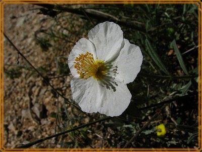 Œuvre de louloup: Hélianthéme des Apenins 