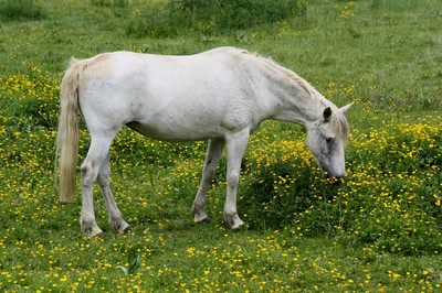 Résultat de recherche: Elles sont bonnes, ces fleurs