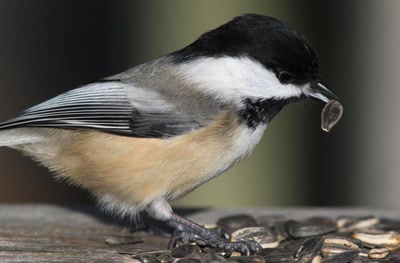 Œuvre de Doc55: Mésange