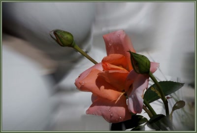 Œuvre de danque: Rose