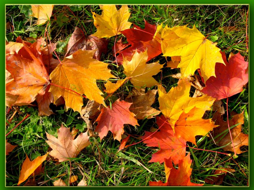 Couleurs d'automne dans le jardin de la reine