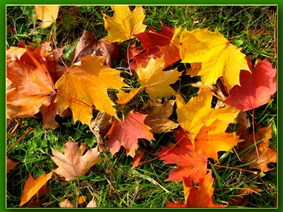 Couleurs d'automne dans le jardin de la reine