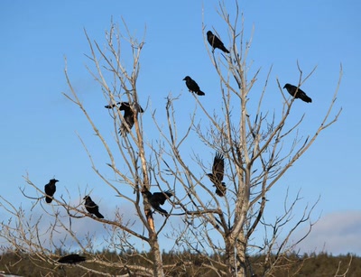 Résultat de recherche: L'arbre aux corbeaux