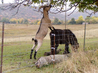 Résultat de recherche: bique et cheval