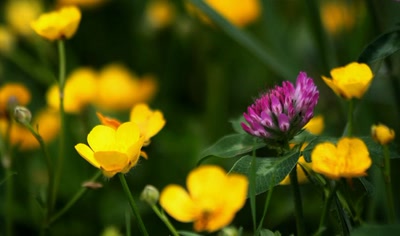Résultat de recherche: Au bord du  canal du Rhône au Rhin (1)