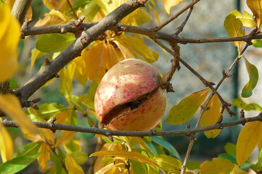 Attention : éclat de grenade possible !