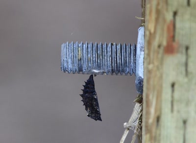 Œuvre de Doc55: Cocon