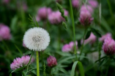Résultat de recherche: Au bord du  canal du Rhône au Rhin (2)