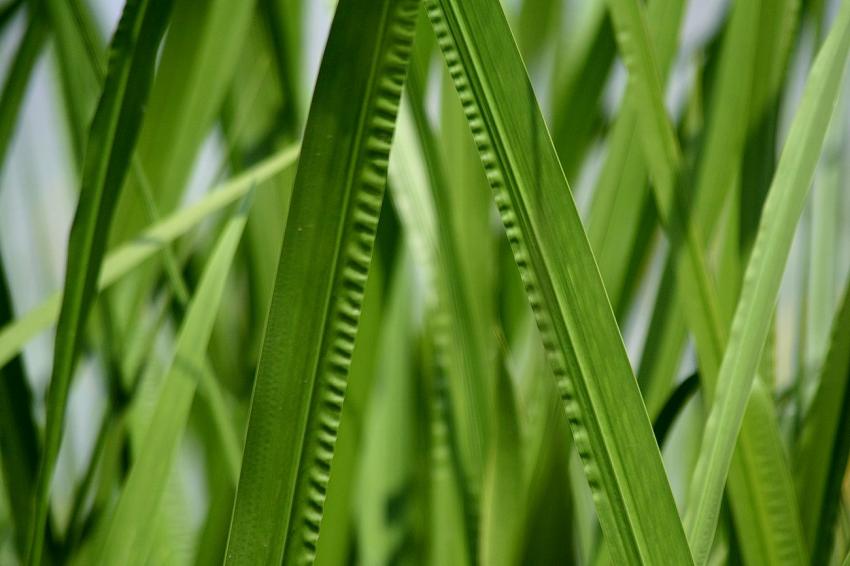 Sur le canal du Rhône au Rhin (4)