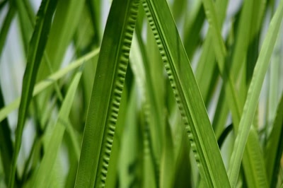 Sur le canal du Rhône au Rhin (4)