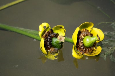 Résultat de recherche: Deux fleurs de nénuphar à moitié immergées