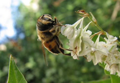 dernier bourdon , derniére renouée  ..