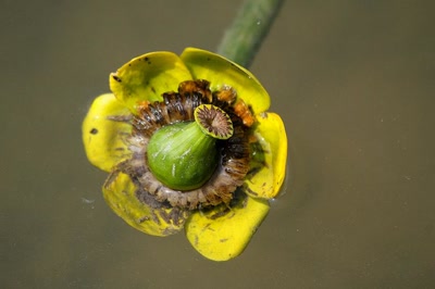 Résultat de recherche: Fleur de nénuphar à moitié immergée