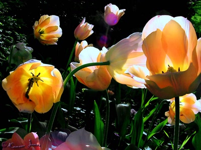 Résultat de recherche: fleurs