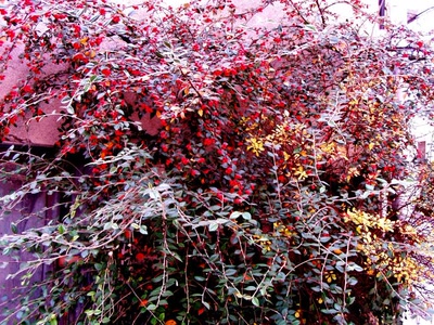 Résultat de recherche: nature de joncels